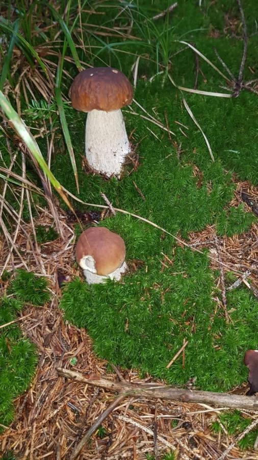 Die Hube Leutschach Bagian luar foto